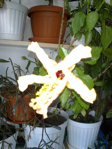 Fotografie0191 - Hibiscusii mei