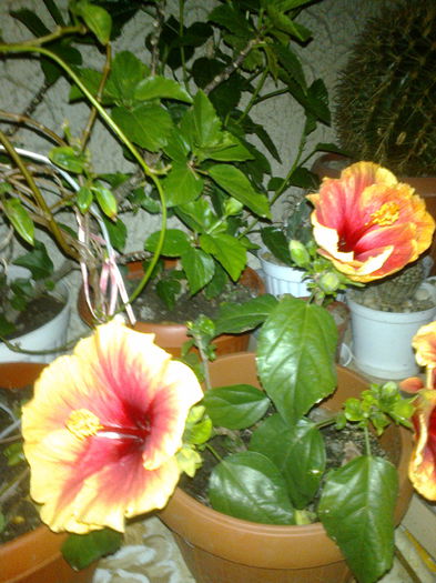 Fotografie0265 - Hibiscusii mei