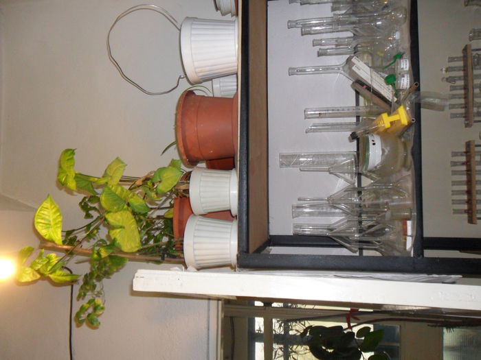 SAM_0331 - plantele mele de la serviciu 2014 2018