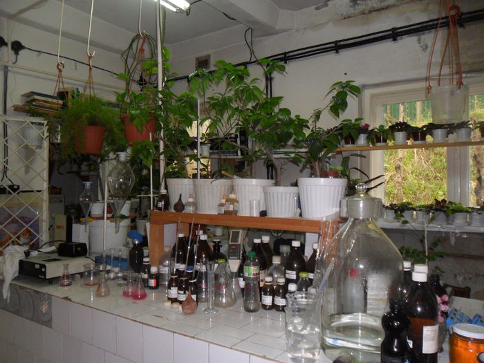 SAM_0340 - plantele mele de la serviciu 2014 2018
