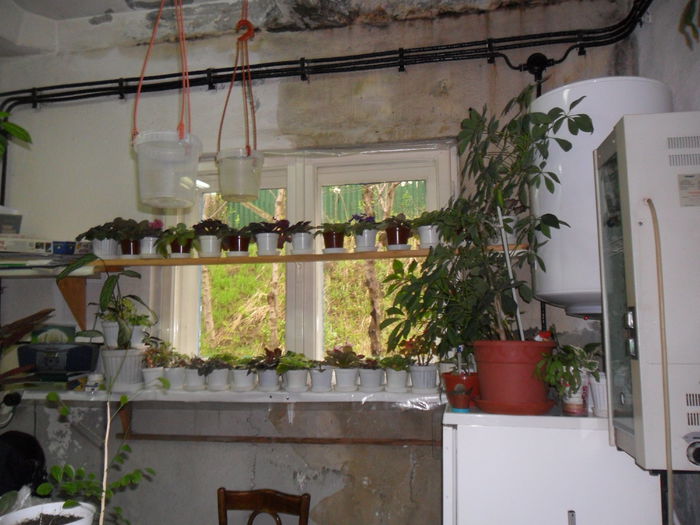 SAM_0341 - plantele mele de la serviciu 2014 2018