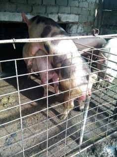 monta 22.10.2014 - PORCI