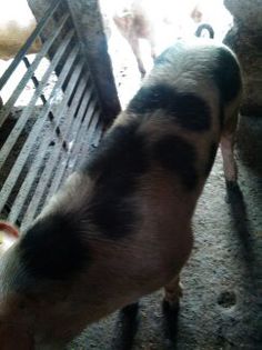 - PORCI
