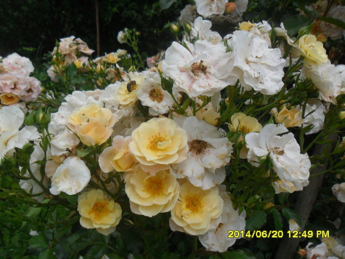 SAM_6524 - plantele mele de la serviciu 2014 2018