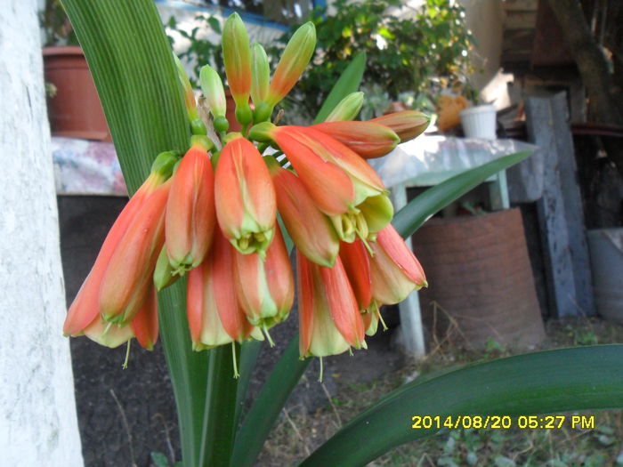 SAM_6936 - plantele mele de la serviciu 2014 2018