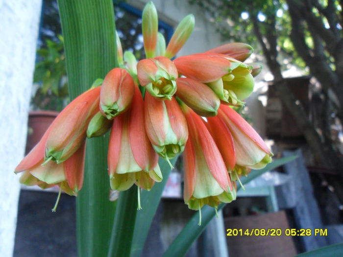 SAM_6937 - plantele mele de la serviciu 2014 2018