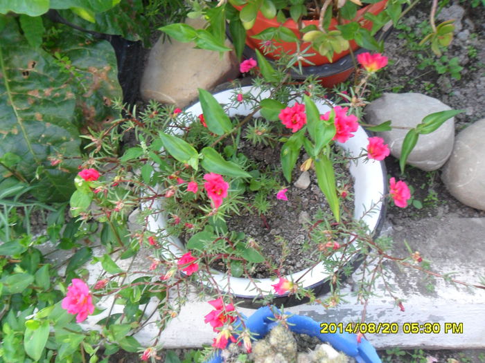 SAM_6941 - plantele mele de la serviciu 2014 2018