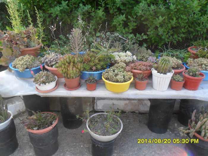 SAM_6942 - plantele mele de la serviciu 2014 2018