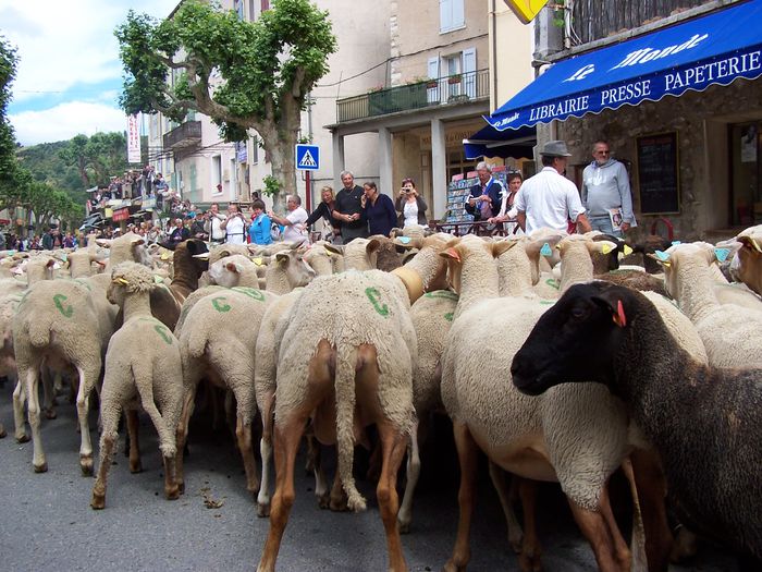 In Franta transhunata pe strazi - Rase de oi si capre-Poze deosebite 2