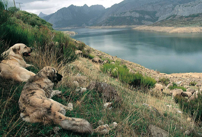 Mastiff spanioli  pazesc oile in Spania - Rase de oi si capre-Poze deosebite 2