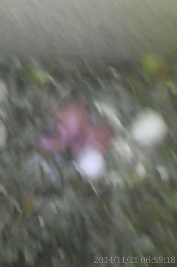 IMG_20141121_065918_1CS