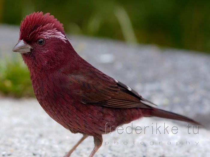 523033_364449073604529_728551536_n