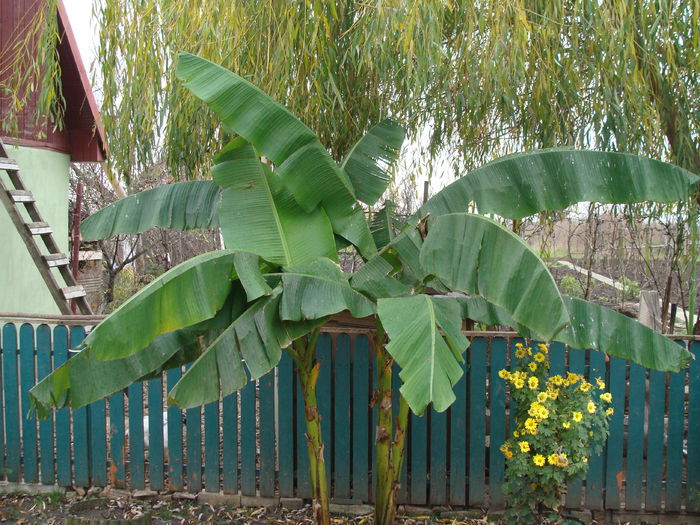 DSC05338 - banani