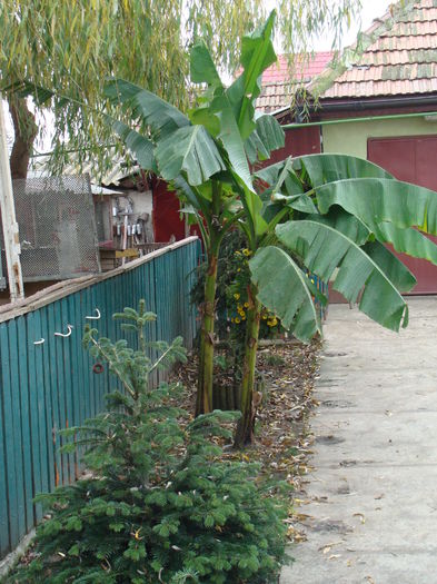 DSC05339 - banani