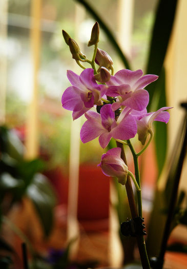 Reinflorire 2014 - Dendrobium phalaenopsis