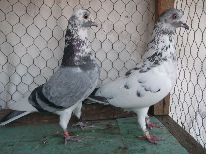 Tippleri pt matca  1015 031