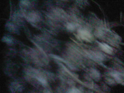 SP_A0701 - seminte de legume si