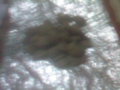 SP_A0706 - seminte de legume si