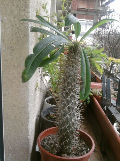 031-pachipodium,sau palmier de Madagascar - Pachipodium