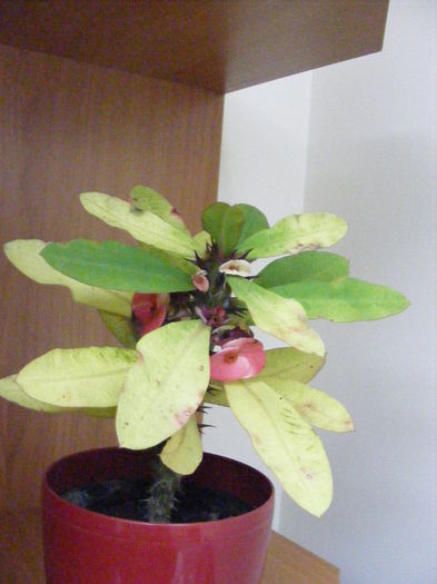 DSCF0278
