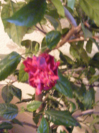 DSCF0265