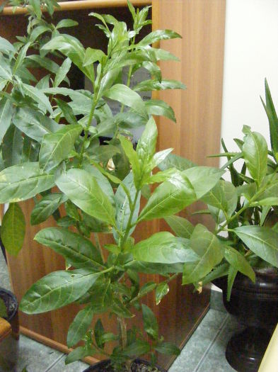 DSCF0281