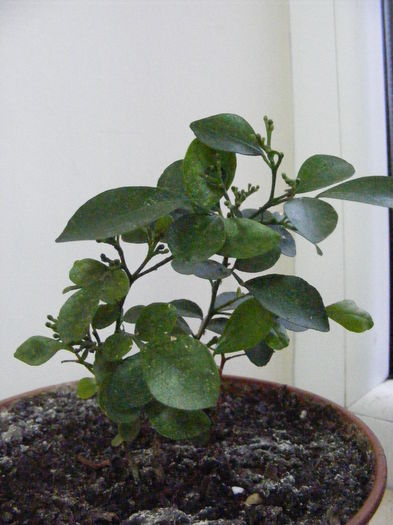 ce vor face bobocii acestia acum?