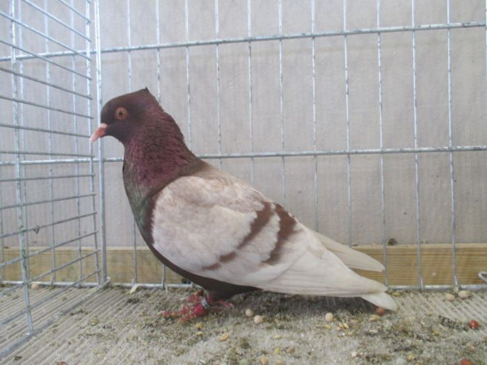 223 - Pt Admiratorii rasei 3