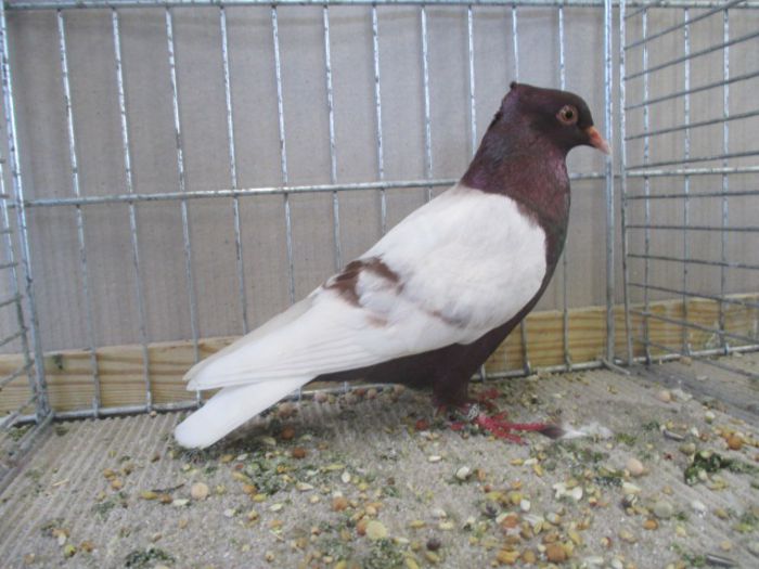 224 - Pt Admiratorii rasei 3