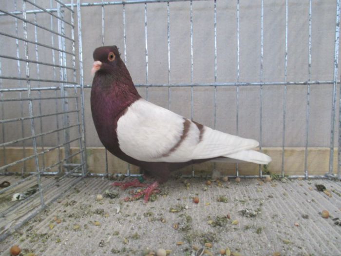 225 - Pt Admiratorii rasei 3