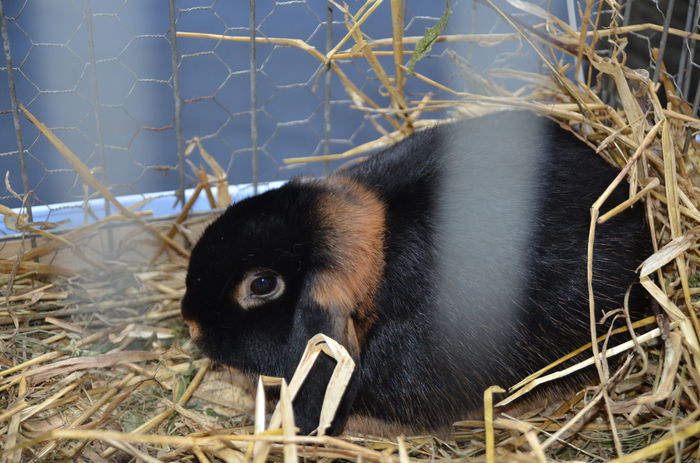 DSC_0181 - 1 EXPOZITIA HOBBY CENTRUM BRASOV 2014
