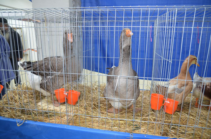 DSC_0337 - 1 EXPOZITIA HOBBY CENTRUM BRASOV 2014