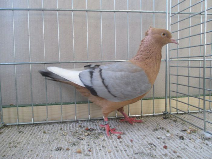237 - Pt Admiratorii rasei 3