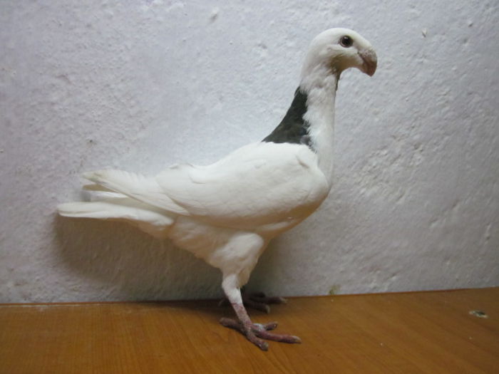 040vinduta lui adrian82