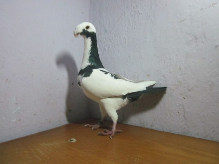 mascul vindut lui adrian78