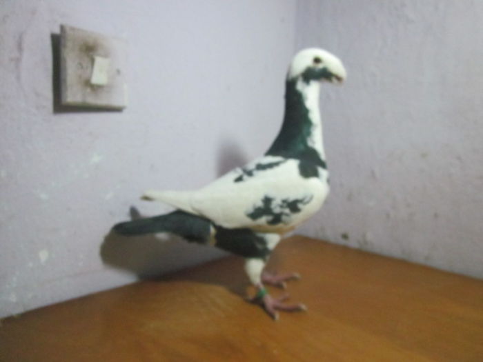 mascul 2013 - PORUMBEI VINDUTI