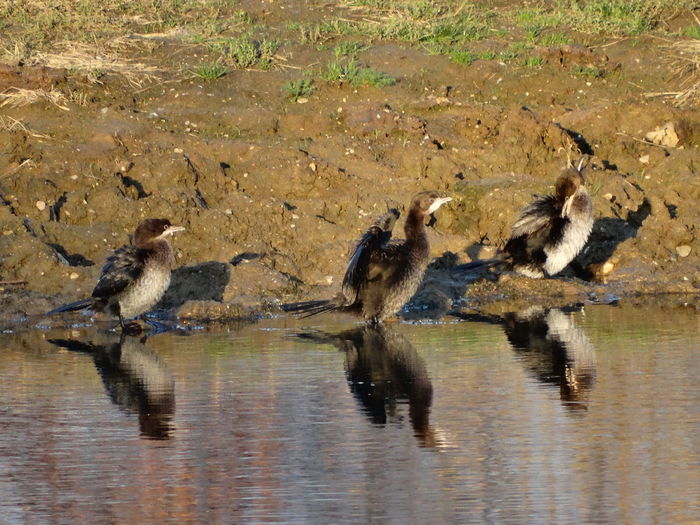 Cormoranul mic; Phalacrocorax pygmeus
