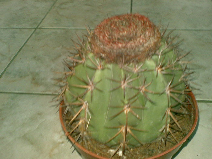 20042010(001) - cactusi