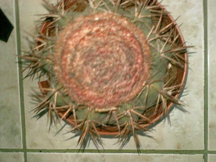20042010 - cactusi