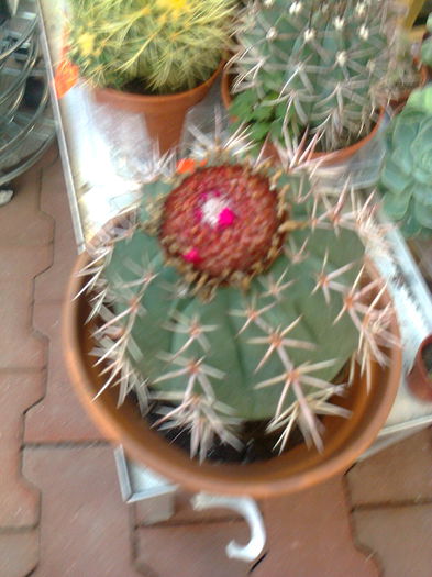 Fotografie0024 - cactusi