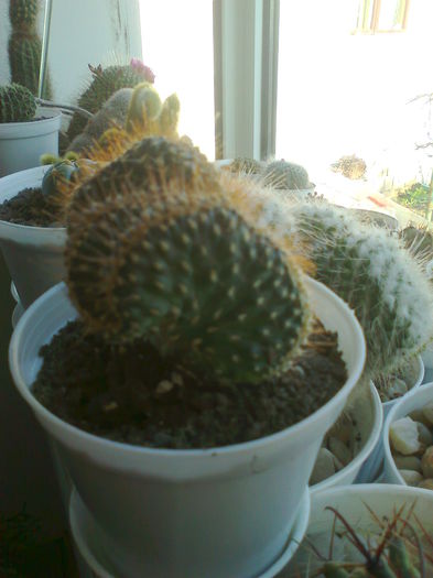 Fotografie0069 - cactusi