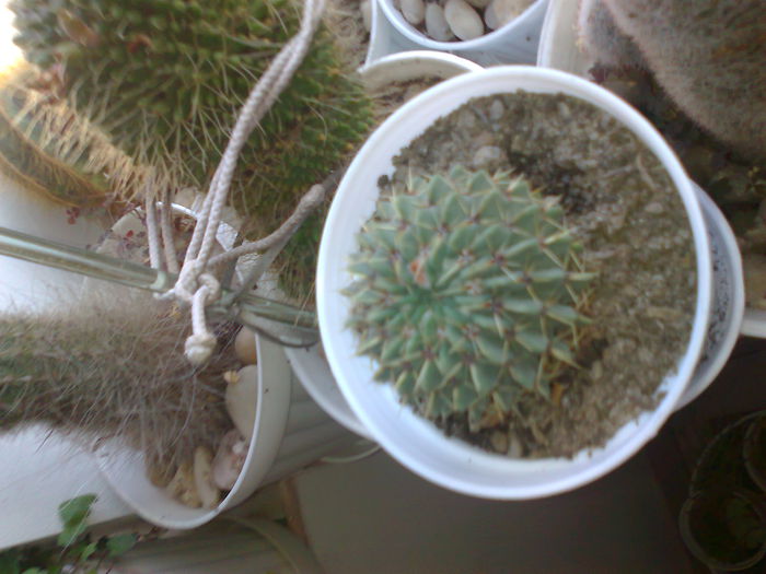Fotografie0071 - cactusi