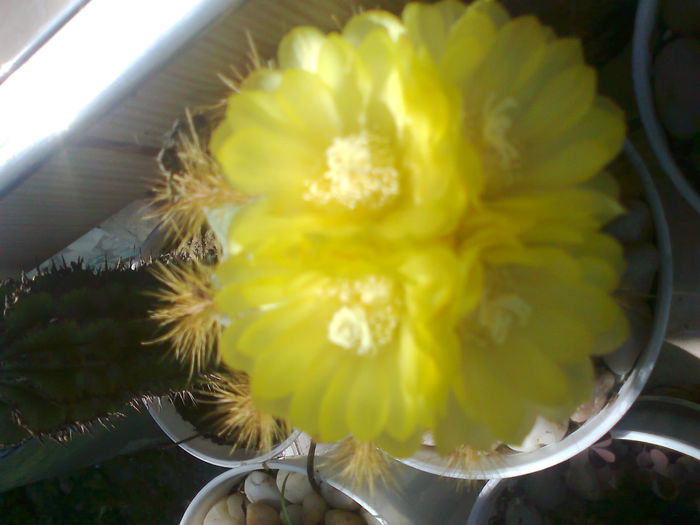 Fotografie0188 - cactusi