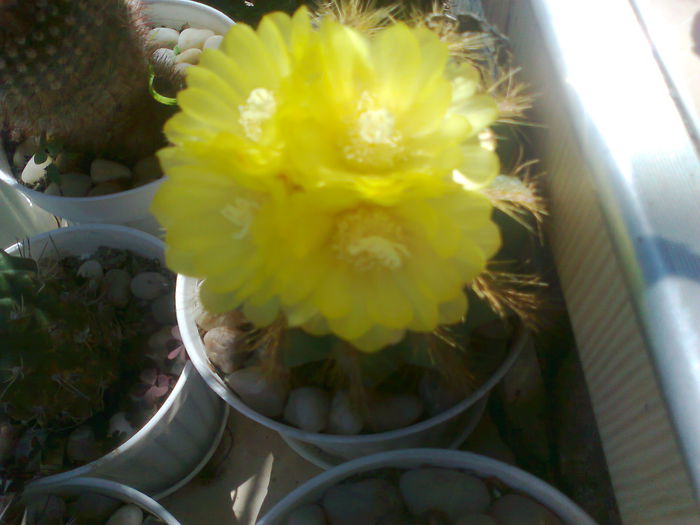 Fotografie0189 - cactusi