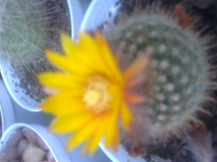 Fotografie0190 - cactusi