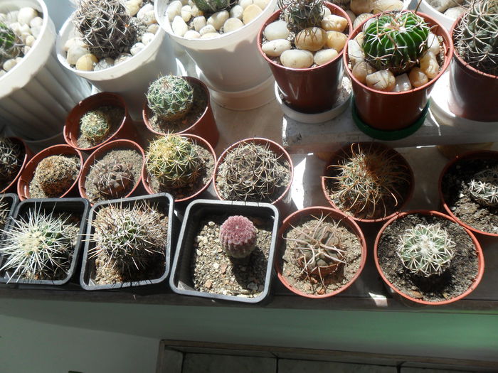 SAM_0402