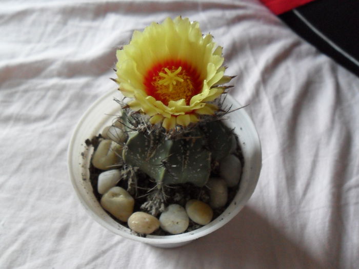 SAM_0414