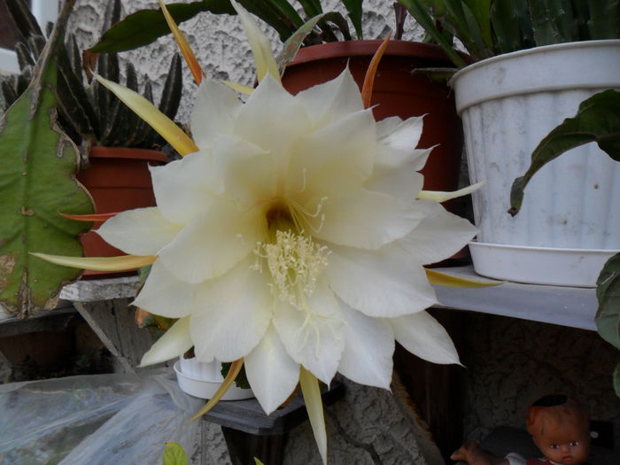SAM_0470