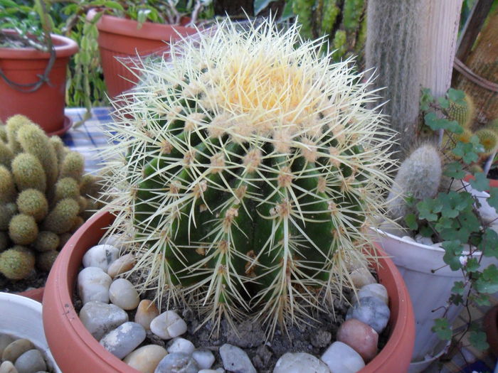 SAM_0506