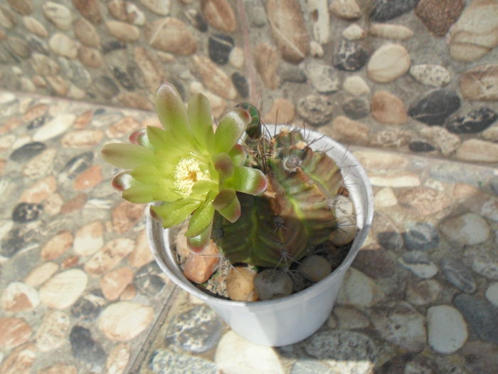 SAM_0710